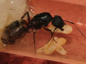 Camponotus cruentatus 27/02/2011, [Blog] Fourmis chez Petitdiable