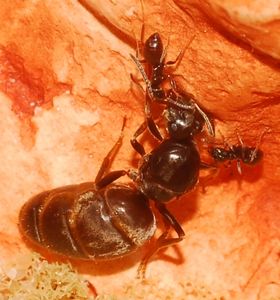 [Q/R Blog] Lasius niger, emarginatus, Myrmica Ruginodis et Messor barbarus by Titam, DSC_1557.JPG