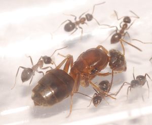 [Blog] Lasius niger, emarginatus, Myrmica Ruginodis et Messor barbarus by Titam, DSC_1560.JPG