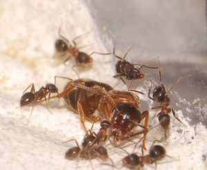 [Blog] Lasius niger, emarginatus, Myrmica Ruginodis et Messor barbarus by Titam, DSC_1562.JPG