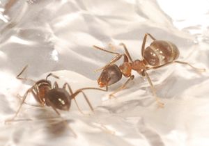 [Blog] Lasius niger, emarginatus, Myrmica Ruginodis et Messor barbarus by Titam, DSC_1565.JPG
