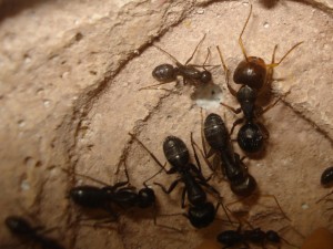 imago Camponotus vagus, Les Camponotus de funkyben