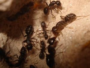 imago Camponotus vagus, Les Camponotus de funkyben