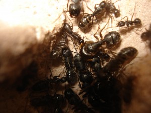 imago Camponotus vagus, Les Camponotus de funkyben