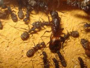 Camponotus cruentatus, Les Camponotus de funkyben