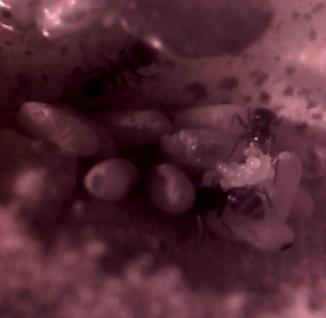 Ouvrière + Couvains, [Blog] Lasius emarginatus de Phosphoro