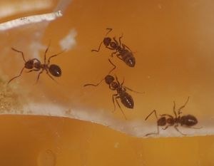 [Blog] Lasius niger, emarginatus, Myrmica Ruginodis et Messor barbarus by Titam, DSC_1605.JPG
