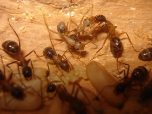 imago Camponotus ligniperdus, Les Camponotus de funkyben