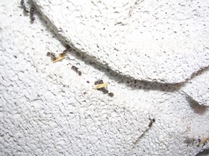 **fin**[Blog] Les Messor barbarus de gaali, 08.05.11.JPG
