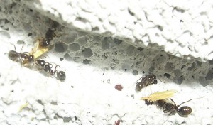 **fin**[Blog] Les Messor barbarus de gaali, pissenlit.JPG