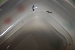 Insectes, DSC_0002_moyenne.jpg