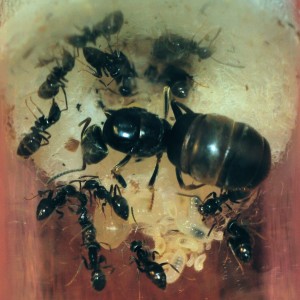 Lasius niger 27/02/2011, [Blog] Fourmis chez Petitdiable