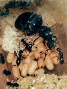 Lasius niger 04/04/2011, [Blog] Fourmis chez Petitdiable