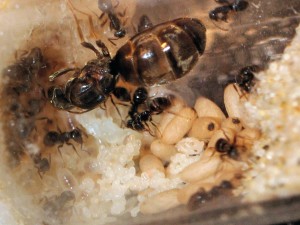 Lasius niger 09/04/2011, [Blog] Fourmis chez Petitdiable