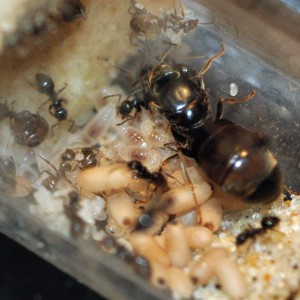 Lasius niger 15/04/2011, [Blog] Fourmis chez Petitdiable
