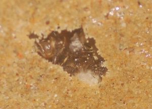 [Blog] Lasius niger, emarginatus, Myrmica Ruginodis et Messor barbarus by Titam, DSC_1671.JPG
