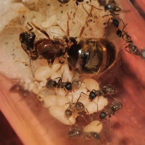 Lasius emarginatus 12/03/2011, [Blog] Fourmis chez Petitdiable