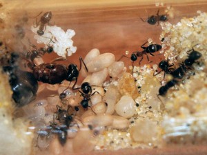 Lasius emarginatus 03/04/2011, [Blog] Fourmis chez Petitdiable