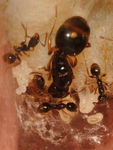 Aphaenogaster subterranea 27/02/2011, [Blog] Fourmis chez Petitdiable