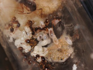 Aphaenogaster subterranea 07/04/2011, [Blog] Fourmis chez Petitdiable