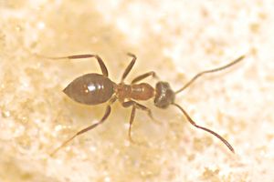 [Blog] Lasius niger, emarginatus, Myrmica Ruginodis et Messor barbarus by Titam, DSC_1650.JPG