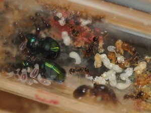 Aphaenogaster subterranea 27/04/2011, [Blog] Fourmis chez Petitdiable
