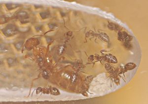 [Blog] Lasius niger, emarginatus, Myrmica Ruginodis et Messor barbarus by Titam, DSC_1661.JPG