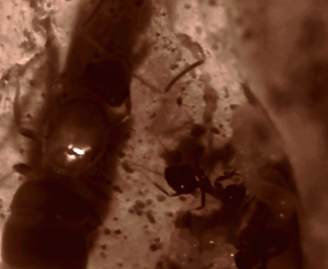 [Blog] Lasius emarginatus de Phosphoro, gyne emarginatus - Copie.png