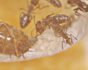 [Blog] Lasius niger, emarginatus, Myrmica Ruginodis et Messor barbarus by Titam, DSC_1666.JPG