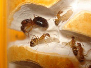 Camponotus pilicornis, Les Camponotus de funkyben