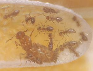 [Blog] Lasius niger, emarginatus, Myrmica Ruginodis et Messor barbarus by Titam, DSC_1669.JPG