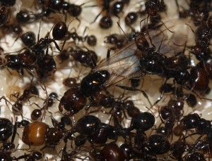 Première sexuée (1) - Messor barbarus, Les colonies de McKay