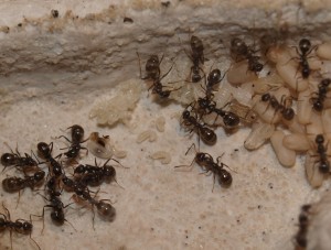 Fomica fusca (1), Les colonies de McKay