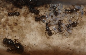 Fomica fusca (2), Les colonies de McKay