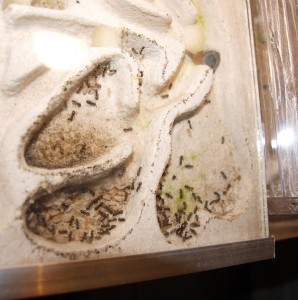 Fomica fusca (3), Les colonies de McKay