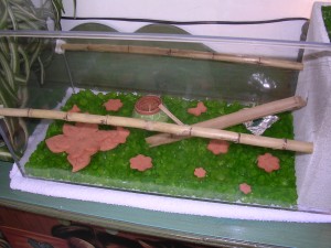 **fin**[Blog] Les Messor barbarus de gaali, 17 mai 2011 (1).JPG