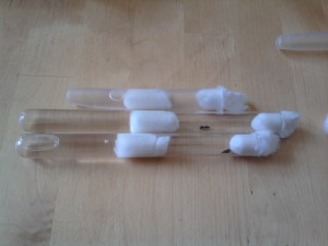 [Blog] Tetramorium caespitum de dynamit, 2011-05-18 14.52.18.jpg