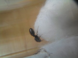 [Blog] Tetramorium caespitum de dynamit, 2011-05-18 14.52.41.jpg