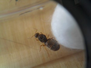 [Blog] Tetramorium caespitum de dynamit, 2011-05-18 14.52.52.jpg