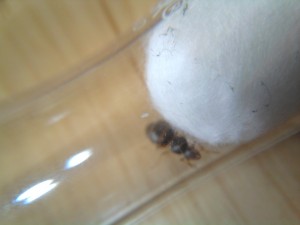 [Blog] Tetramorium caespitum de dynamit, 2011-05-18 14.53.26.jpg