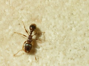 [Tetramorium] Fourmi du jardin, IMGP0854.JPG