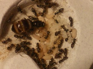 Mes colonies (Heydax), IMGP0860.JPG