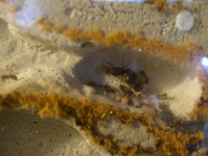 [Blog] Lasius emarginatus de Phosphoro, CIMG4839 - Copie.JPG