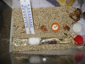 [Blog] Camponotus singularis (funkyben), IMG_1434.JPG