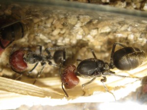 Gyne et major Camponotus singularis, [Blog] Camponotus singularis (funkyben)