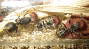 Gyne et major Camponotus singularis, [Blog] Camponotus singularis (funkyben)