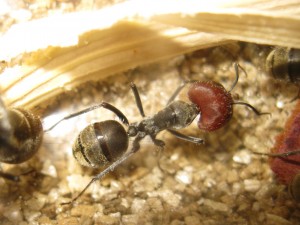 major Camponotus singularis, [Blog] Camponotus singularis (funkyben)