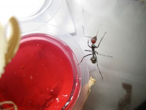 [Blog] Camponotus singularis (funkyben), IMG_1435.JPG