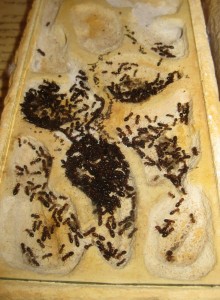 Les Camponotus de funkyben, IMG_1444.JPG