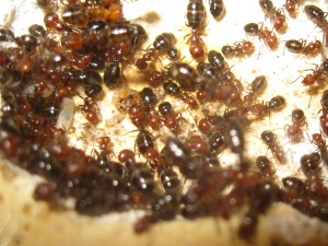 Les Camponotus de funkyben, IMG_1445.JPG